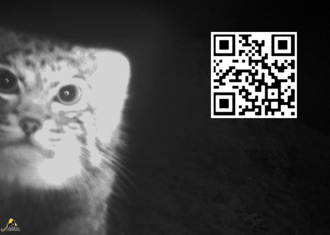 非法野生动物判刑数罪并罚,非法经营野生动物案处决