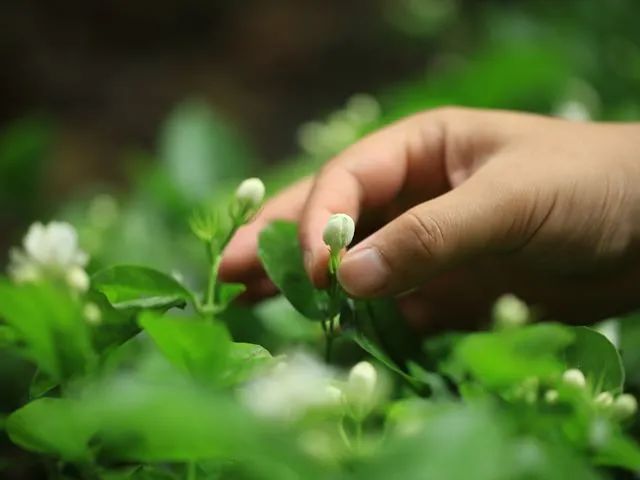 中国香膏vs国外香水,中国香膏vs外国香水