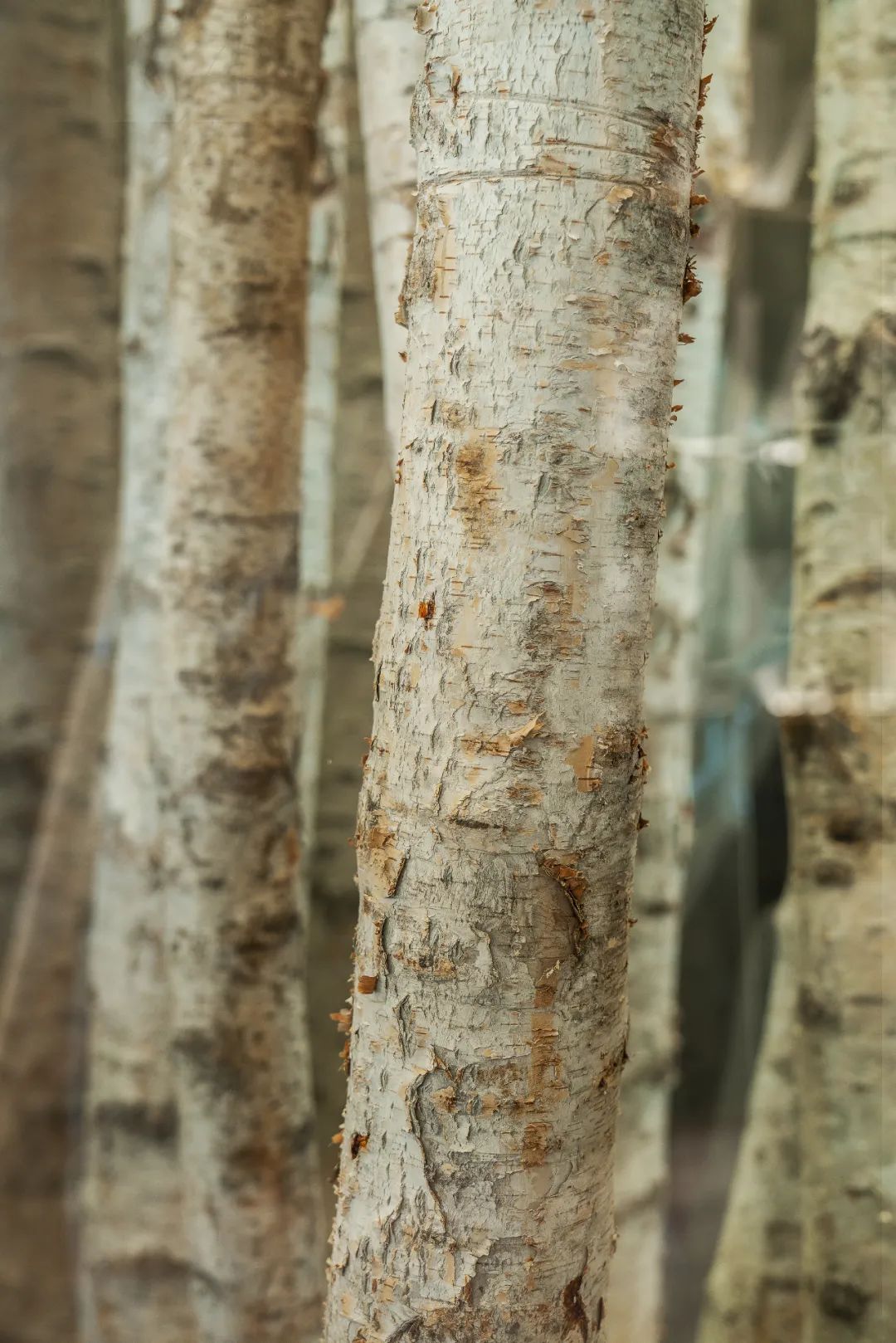 虚实相生万象天境|北京绿城和锦诚园售楼处