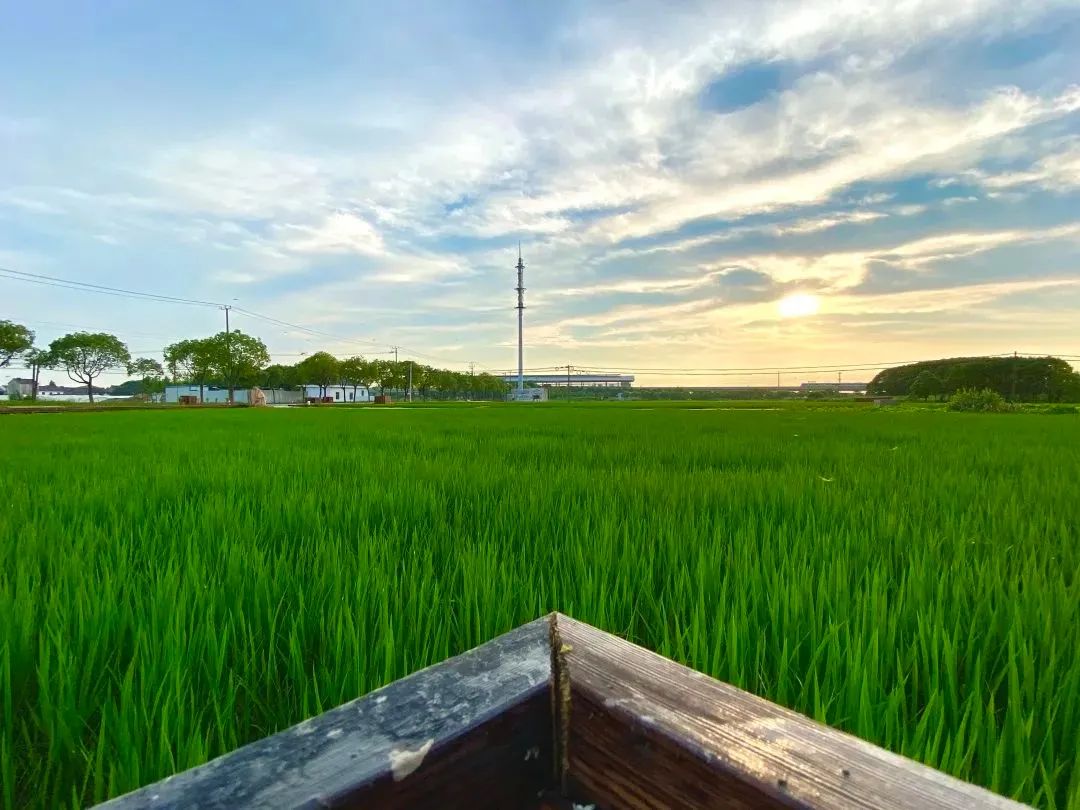 站在新起点奔向新征程，浦东把“王牌”打出时代新内涵