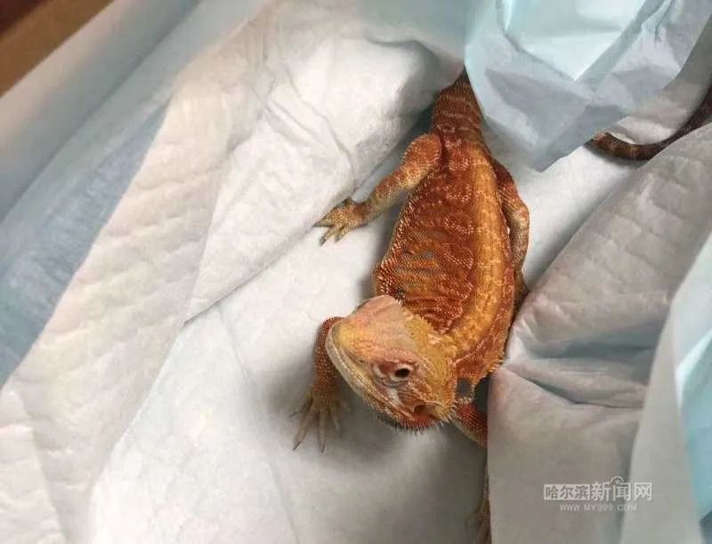 踏入异宠圈你想好了吗?丨刺猬、蜘蛛、羊驼、蟑螂……获取渠道或涉违法,如弃养更会危害公共安全