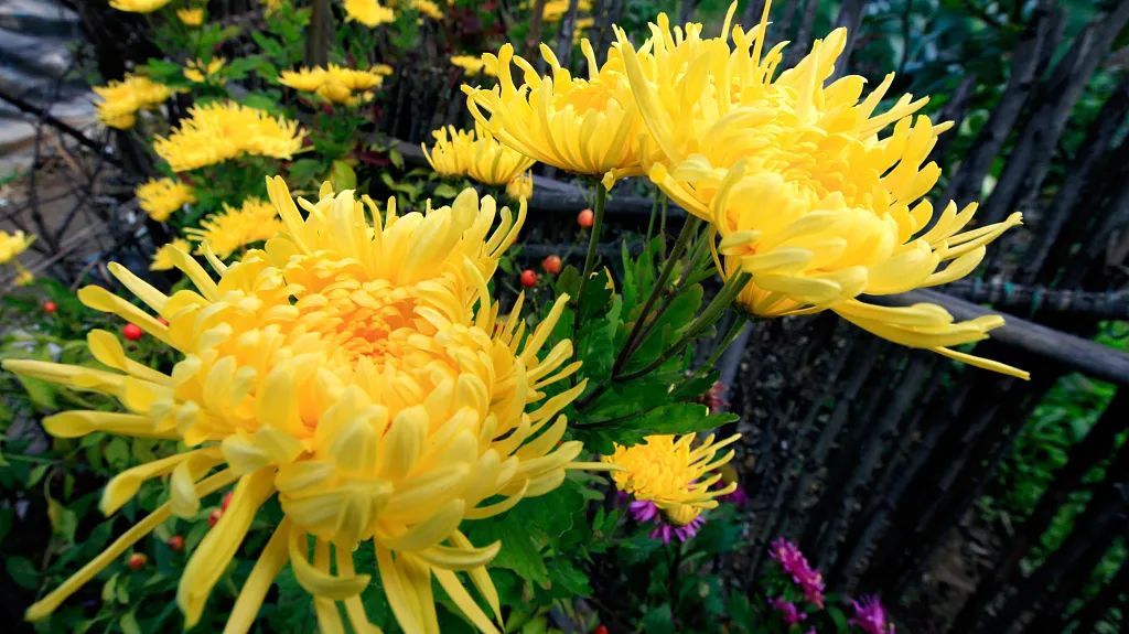 重阳节的传说及各地过重阳节风俗,节日重阳节的这些习俗你都知道吗