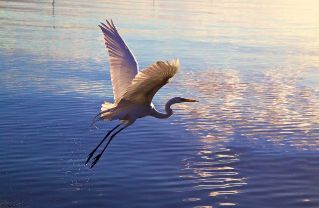 成都1100个公园俯瞰,成都100个公园规划图