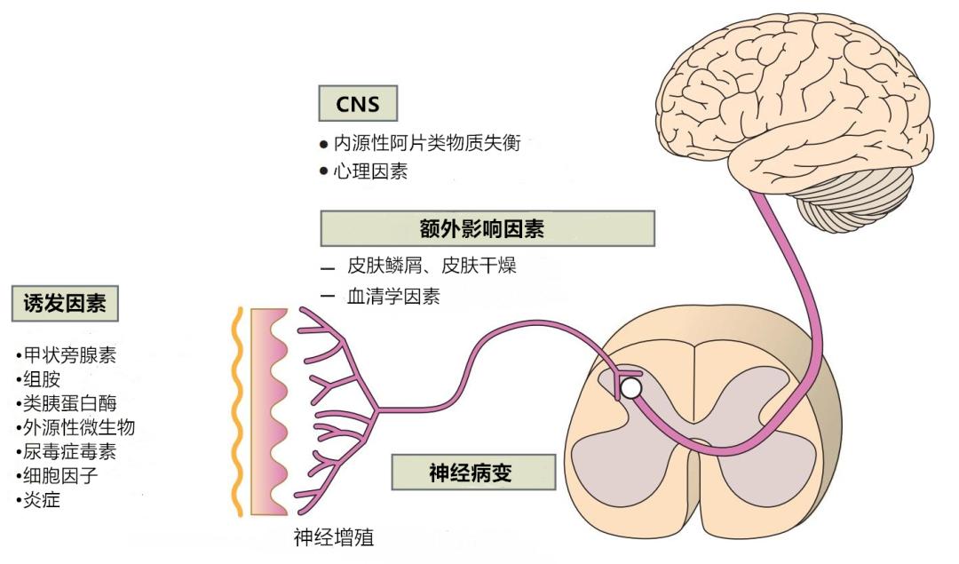 慢性肾病瘙痒症吃什么中药止痒 (肾病引起的瘙痒是一整天都痒吗)