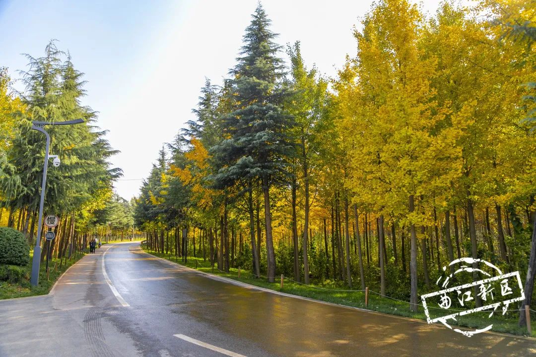 曲江秋天风景,曲江的秋色