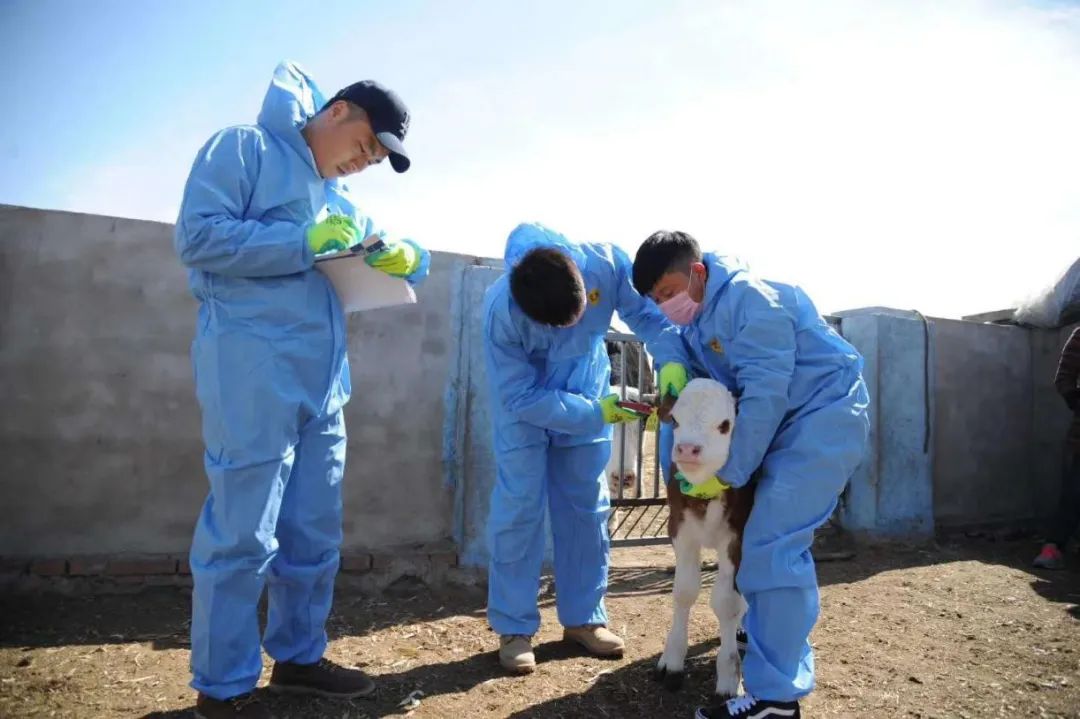 内蒙古赤峰天山的牛,通辽的牛和赤峰的牛区别