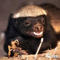 蜜獾被一条蟒蛇生吞了,蜜獾捕食大蟒蛇