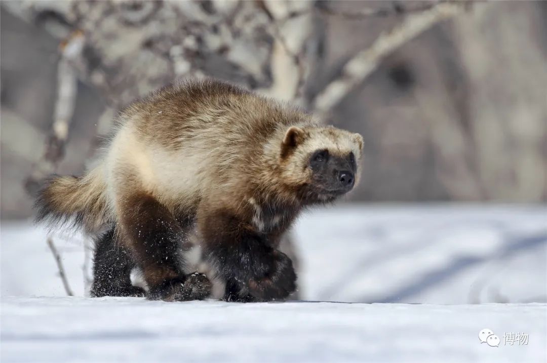 蜜獾被一条蟒蛇生吞了,蜜獾捕食大蟒蛇