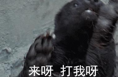 蜜獾被一条蟒蛇生吞了,蜜獾捕食大蟒蛇