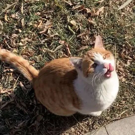 “天猫”来了？天大的猫猫们有自己的表情包啦！点击*载下**