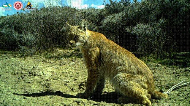 猞猁和雪兔,雪兔和猞猁