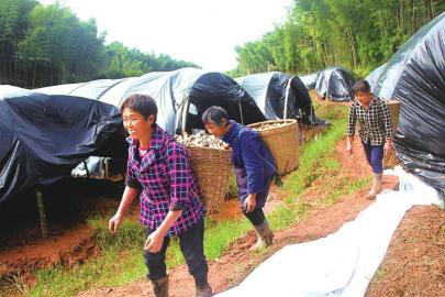 “林下经济”让村民户户增收