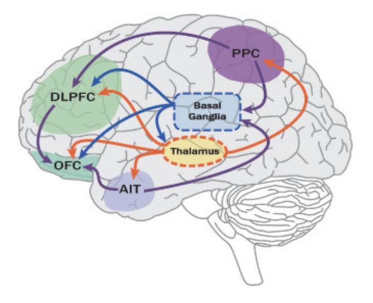 一孕傻三年确实不假,一孕傻三年这个说法存在吗