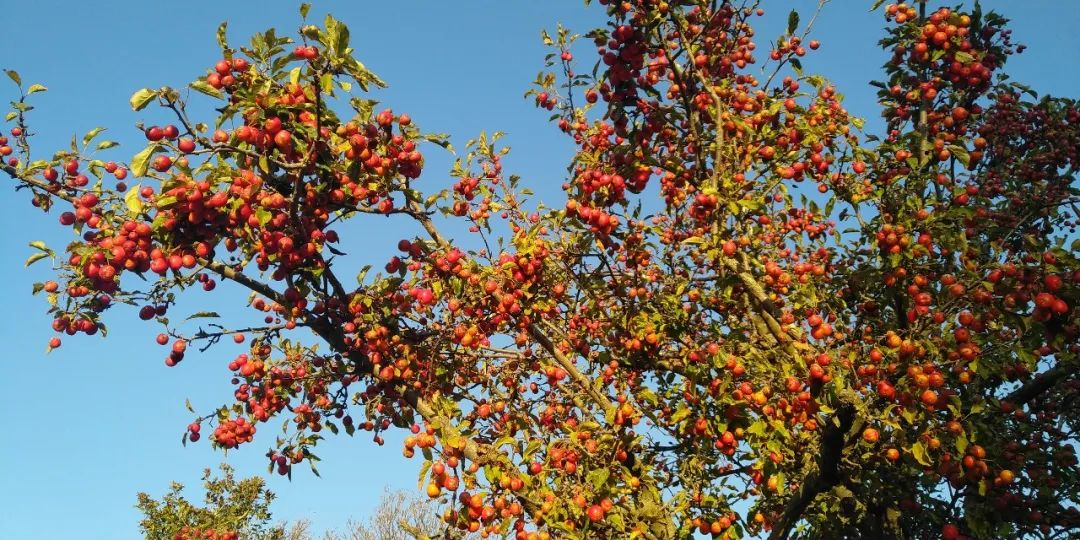 6年睡在公司里，35岁留学，36岁获得新西兰顶级动画新人奖——超酷红姐的硬核人生