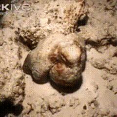 章鱼嘟嘴是真的吗,章鱼嘟嘟嘟