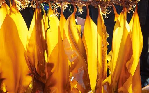 有机小海带,海芝宝深海小海带的功效