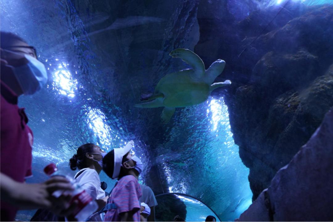 对海龟有哪些发现或了解,救海龟海龟会流泪吗