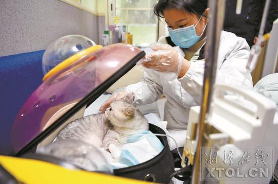 宠物看病贵不贵呀图片,宠物看病为什么那么贵