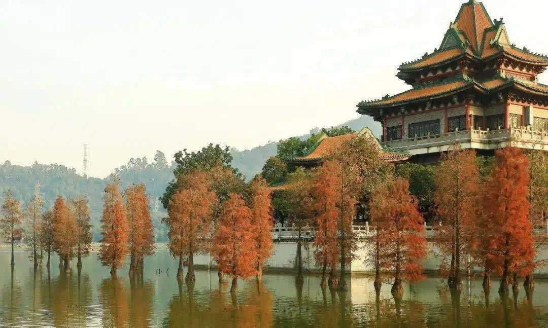 1月最美的佛山藏在这里!全部免费赏!