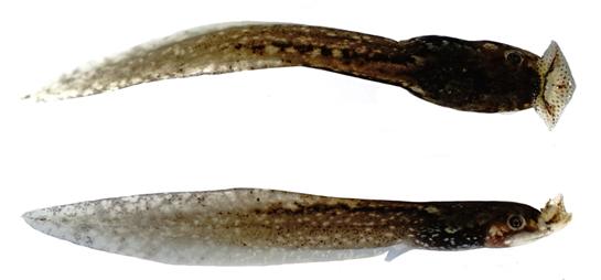 丽水发现百山祖角蟾数量,百山祖角蟾发现的过程