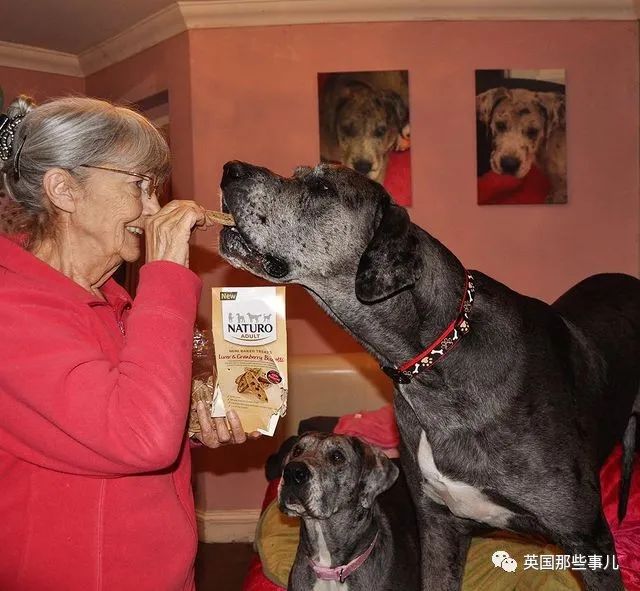 世界上最高大的狗身高达到24米,世界上最高的80米的狗