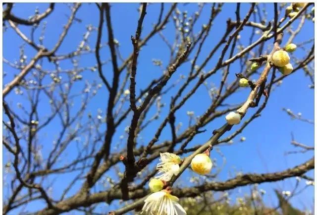 上海大观园的门票多少钱,盘龙大观园门票价格