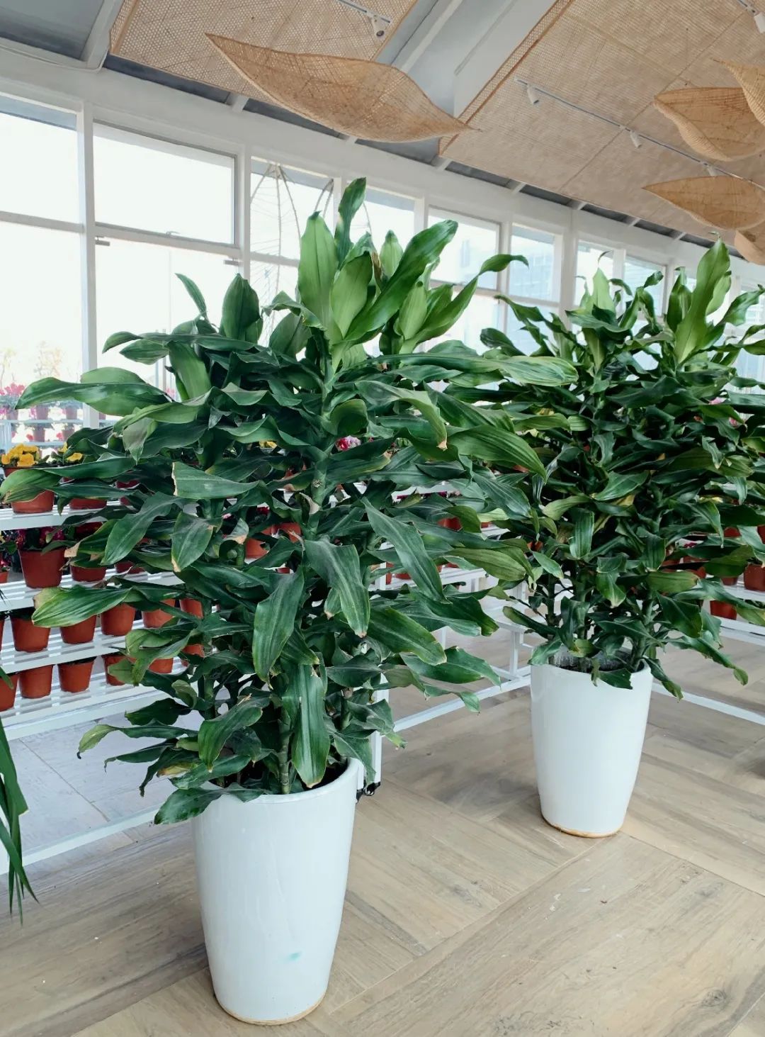 逛花市赏花灯,逛新春花市