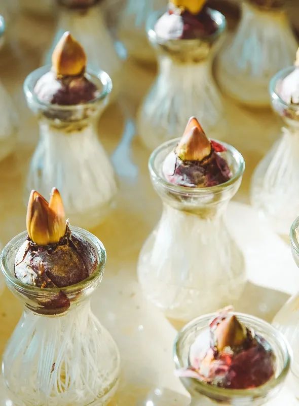 逛花市赏花灯,逛新春花市