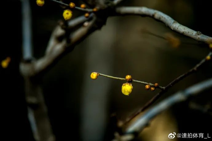 谁说冬日百花羞？这里的腊梅一枝独秀！