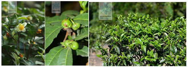 千姿百媚的山茶,千姿百媚的山茶图片