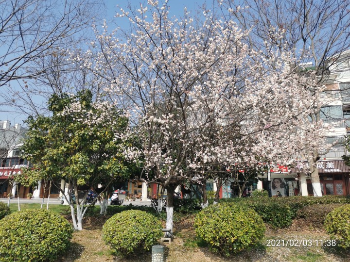 杭州赏梅花的最佳景点在哪里,杭州西湖孤山梅花初绽引游人