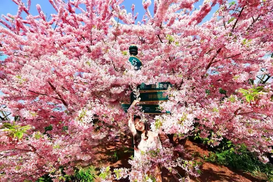 在成都别错过这场樱花雪,别错过这些值得一去的景点