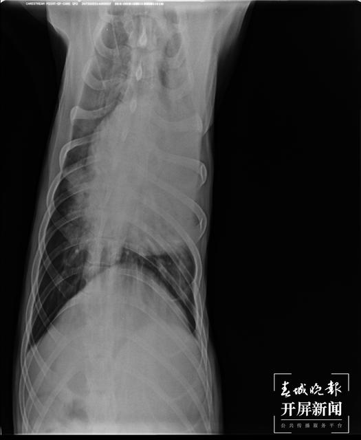 寄养狗狗10天多钱,寄养狗狗生病谁负责