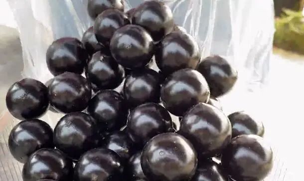 东莞人家里都种的“土豪果”身价暴跌10倍！曾卖到500元一斤