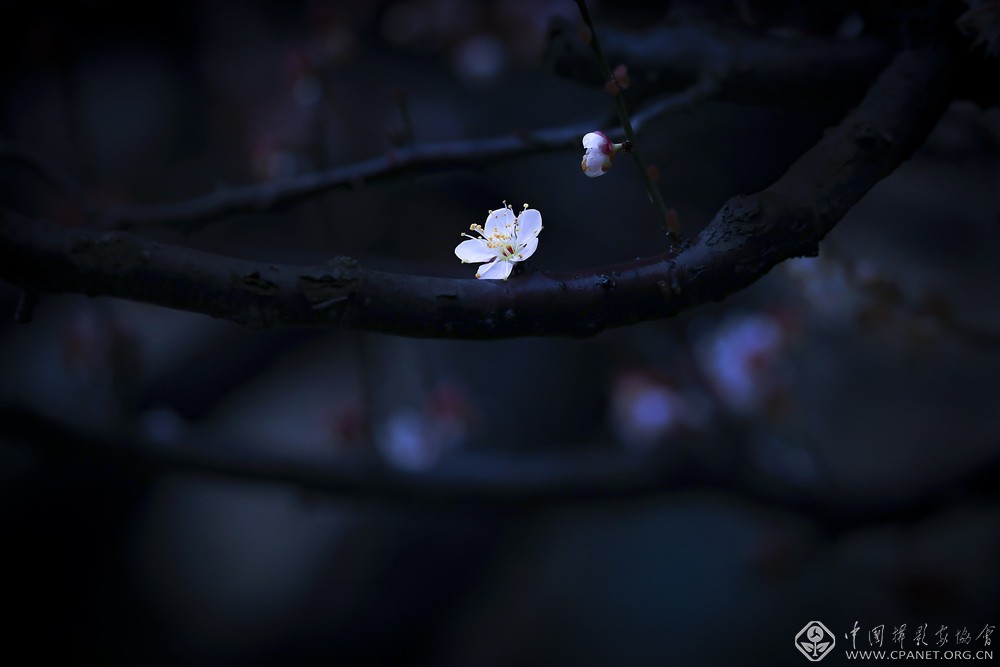 会员佳作｜吉龙生：“美丽中国、绿色江苏”梅花风韵系列作品
