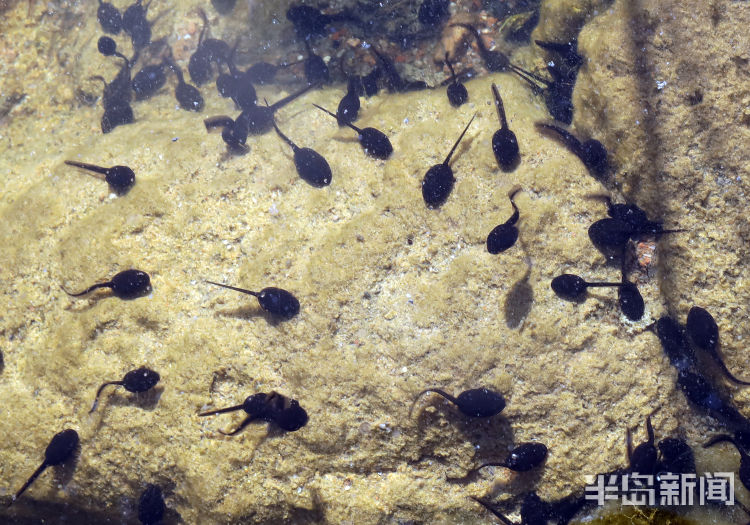 蟾蜍幼崽是蝌蚪吗,蟾蜍卵孵化成蝌蚪