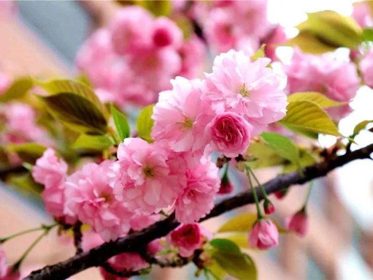 淄博五月樱花,淄博人山人海的樱花节