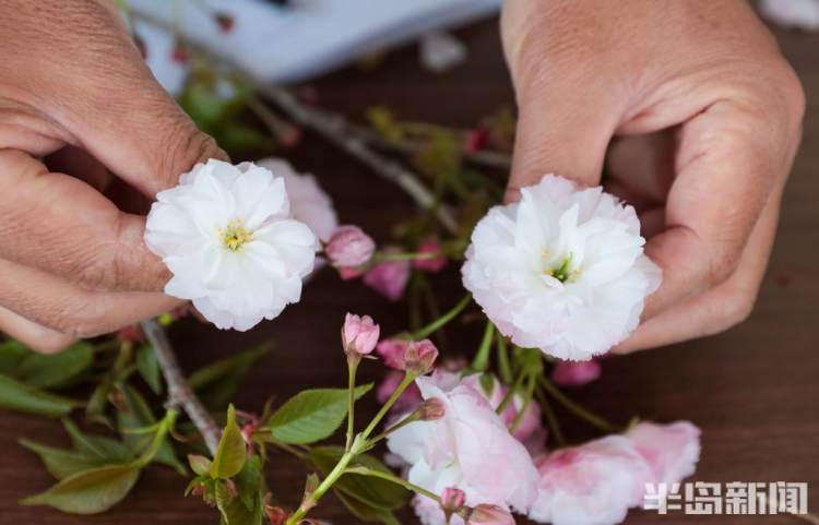 青岛樱花品种大全,青岛绿色樱花品种