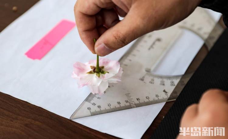 青岛樱花品种大全,青岛绿色樱花品种