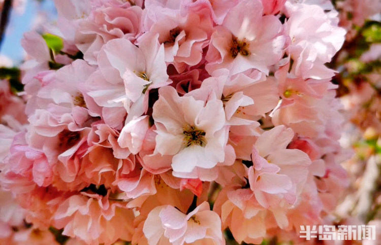 青岛樱花品种大全,青岛绿色樱花品种