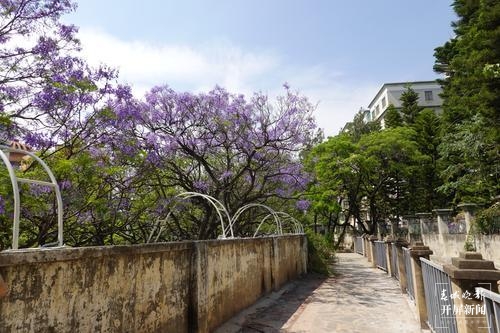 昆明蓝花楹观赏攻略,昆明六月蓝花楹最佳观赏地
