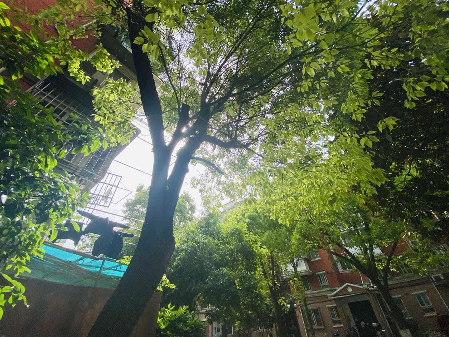 「听」听众热线：一棵香樟的“搬家”烦恼