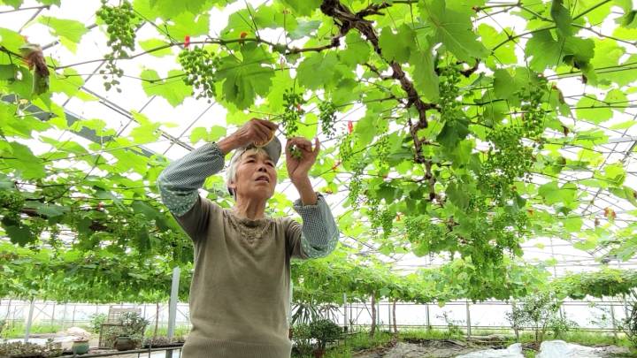 五金之都永康农业成绩单为何如此亮眼?