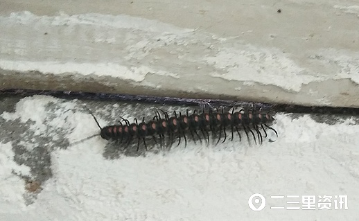 马陆虫又在商南过风楼境内出现,农综站干部盼专家给予防治建议