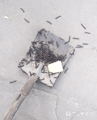 马陆虫又在商南过风楼境内出现,农综站干部盼专家给予防治建议