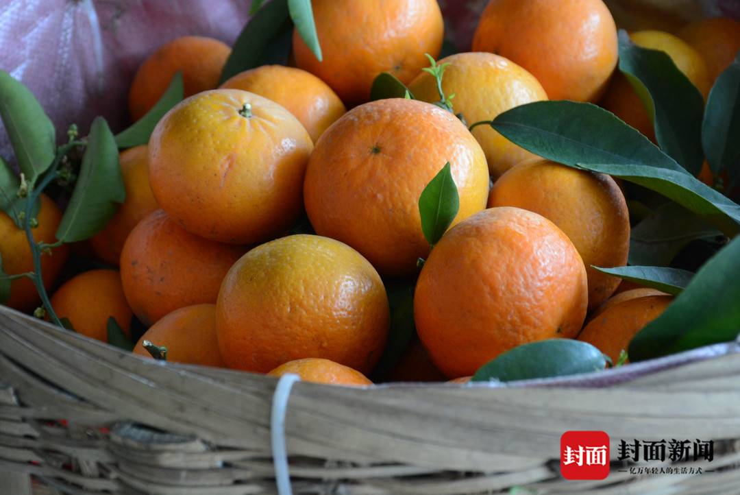 井研柑橘果园,井研柑橘之乡