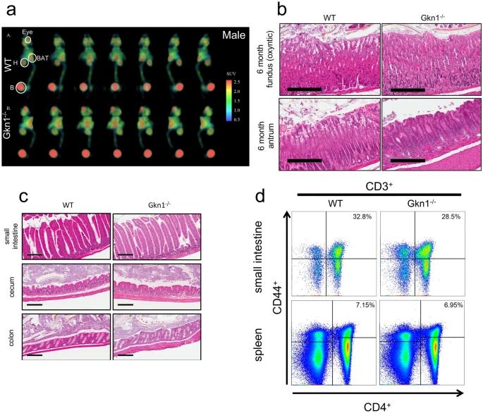 关闭一种胃蛋白似乎有助于调节小鼠的肥胖症