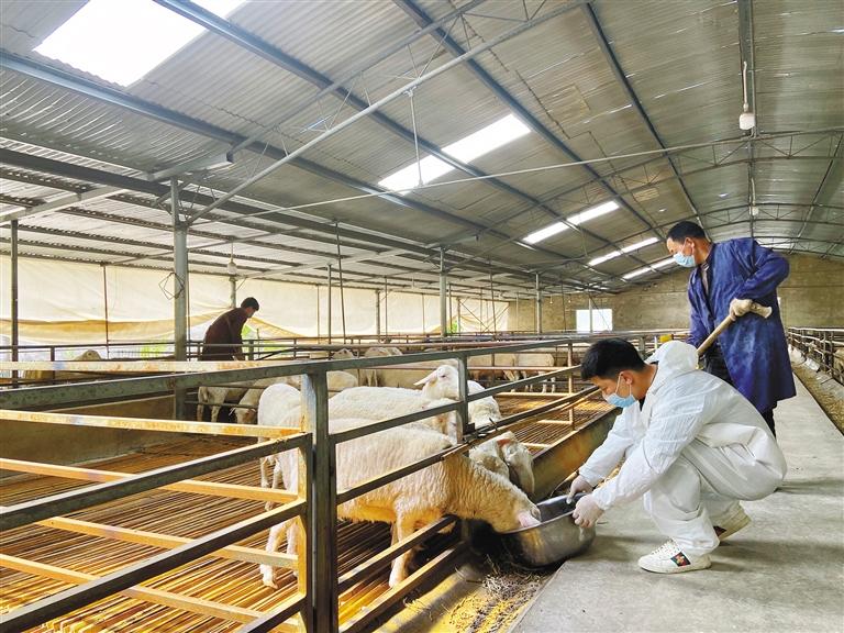 骊羊产业助力村民走稳小康路