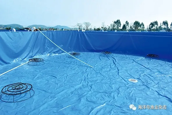 循环水养殖鱼池养什么鱼,循环水高密度养殖什么鱼好