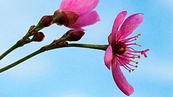 土人参开花是什么样子,土人参开花视频